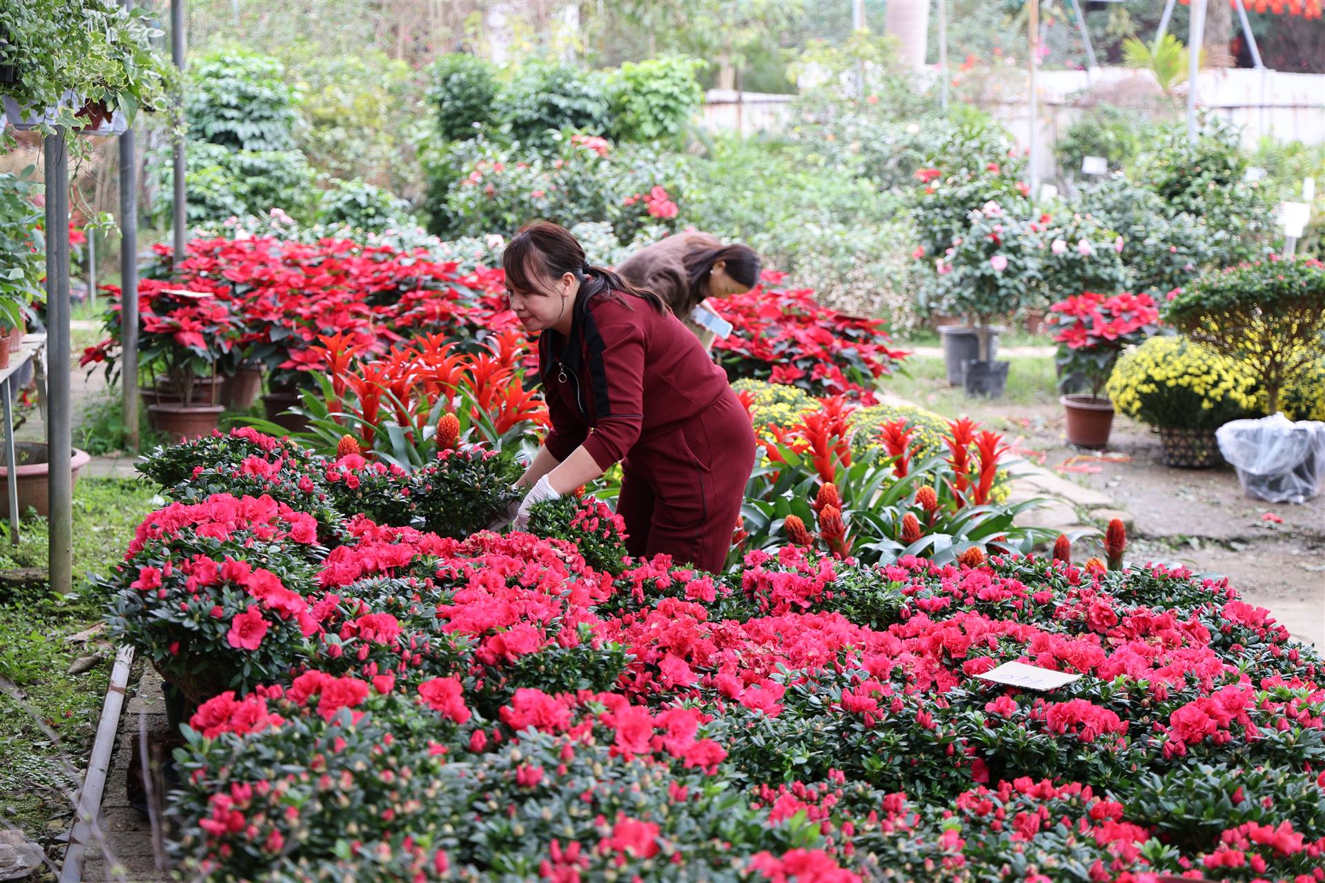 Hoạt động kinh doanh của Trạm Giống và dịch vụ khuyến nông những ngày giáp tết Bính Ngọ
